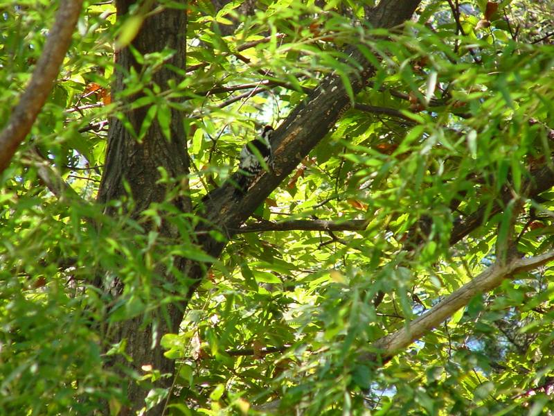 큰오색딱다구리 Dendrocopos leucotos (White-backed Woodpecker); DISPLAY FULL IMAGE.