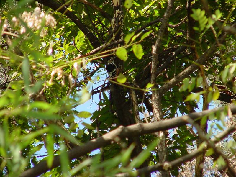 큰오색딱다구리 Dendrocopos leucotos (White-backed Woodpecker); DISPLAY FULL IMAGE.