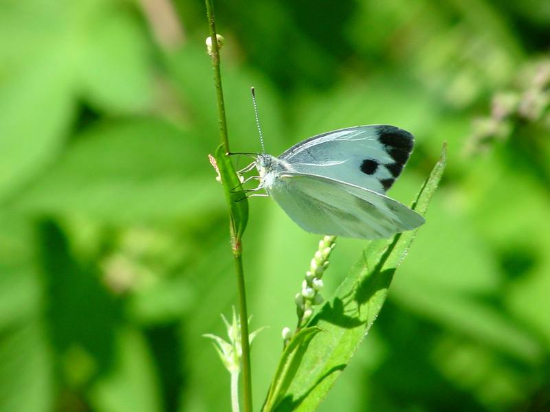 대만흰나비 Pieris canidia (Indian Cabbage White); DISPLAY FULL IMAGE.