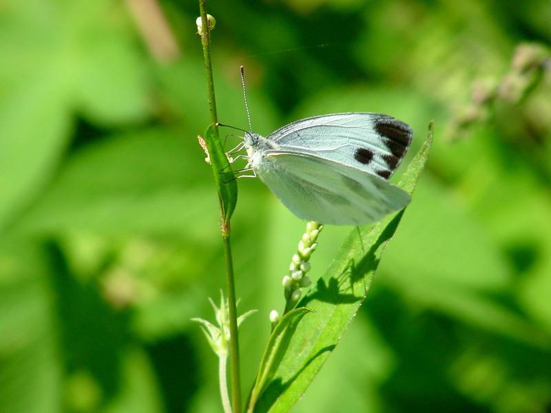 대만흰나비 Pieris canidia (Indian Cabbage White); DISPLAY FULL IMAGE.