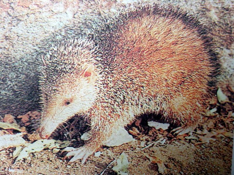 애기바늘텐레크 Echinops telfairi (lesser hedgehog tenrec); DISPLAY FULL IMAGE.