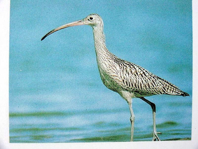 알락꼬리마도요 Numenius madagascariensis (Far Eastern Curlew); DISPLAY FULL IMAGE.