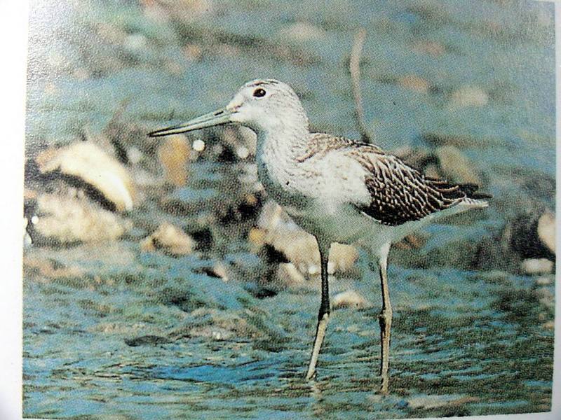 청다리도요 Tringa nebularia (Common Greenshank); DISPLAY FULL IMAGE.