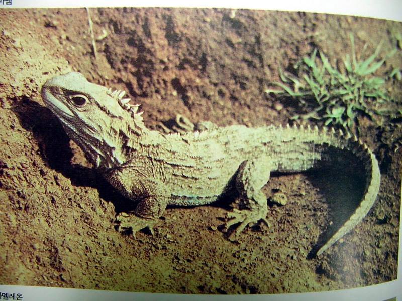 옛도마뱀 Sphenodon punctatus (Tuatara); DISPLAY FULL IMAGE.