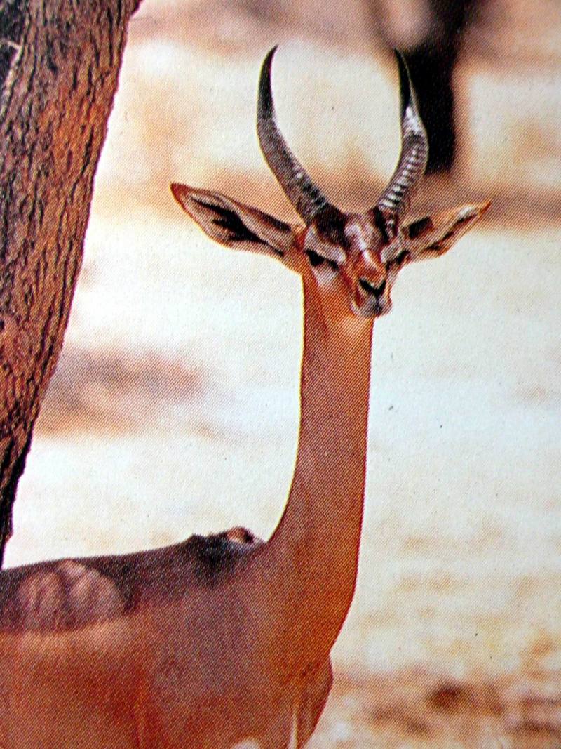 제레눅 Litocranius walleri (Gerenuk); DISPLAY FULL IMAGE.