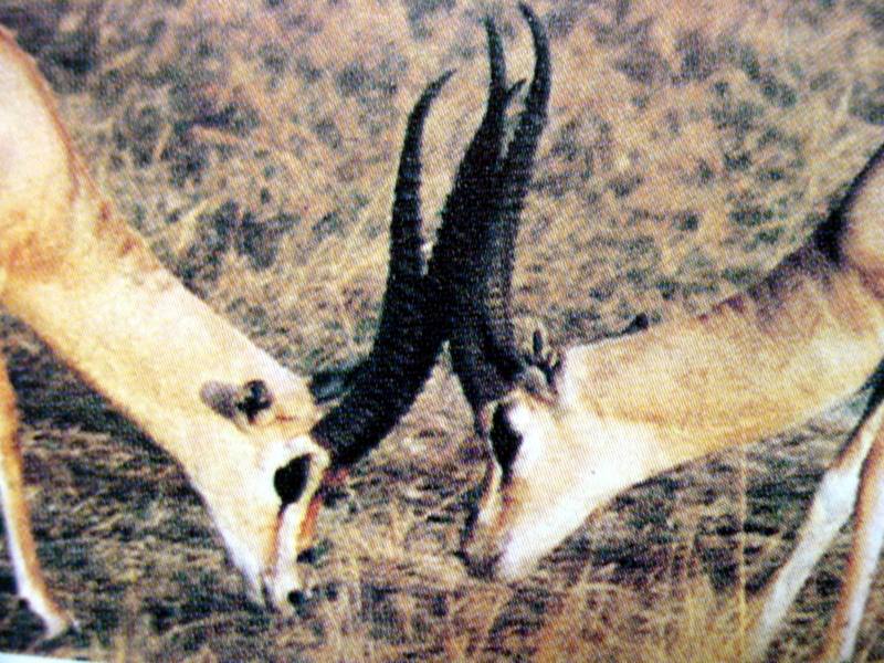 가젤영양 (Gazelles) / 세력권 싸움; DISPLAY FULL IMAGE.