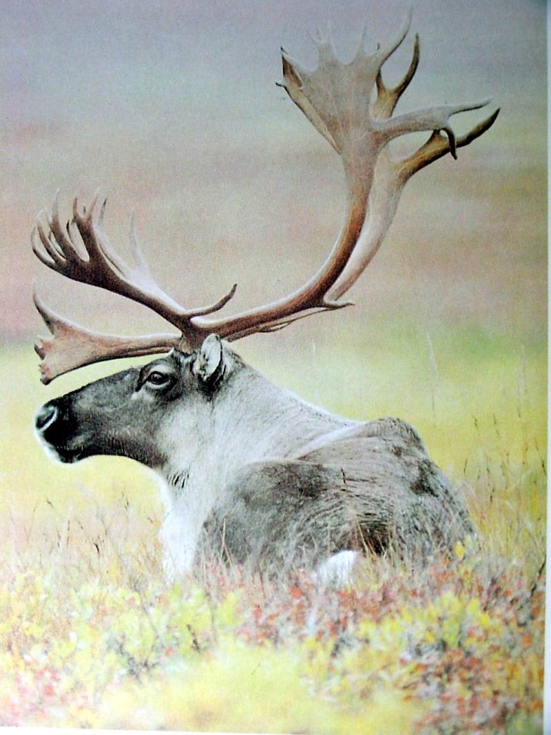 순록 Rangifer tarandus (Caribou); DISPLAY FULL IMAGE.