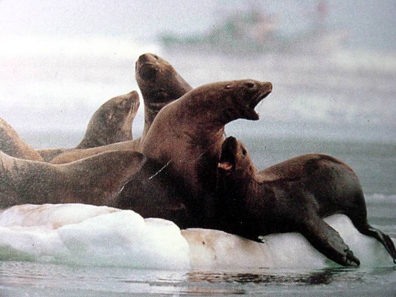 큰바다사자  Eumetopias jubatus (Steller Sea Lion); DISPLAY FULL IMAGE.