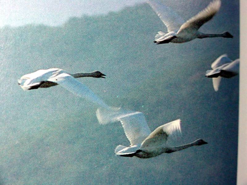 떼지어 날아가는 큰고니 Cygnus cygnus (Whooper Sawn); DISPLAY FULL IMAGE.