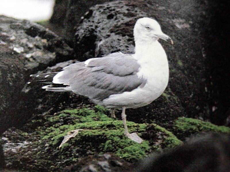 괭이갈매기 Larus crassirostris (Black-tailed Gull); DISPLAY FULL IMAGE.