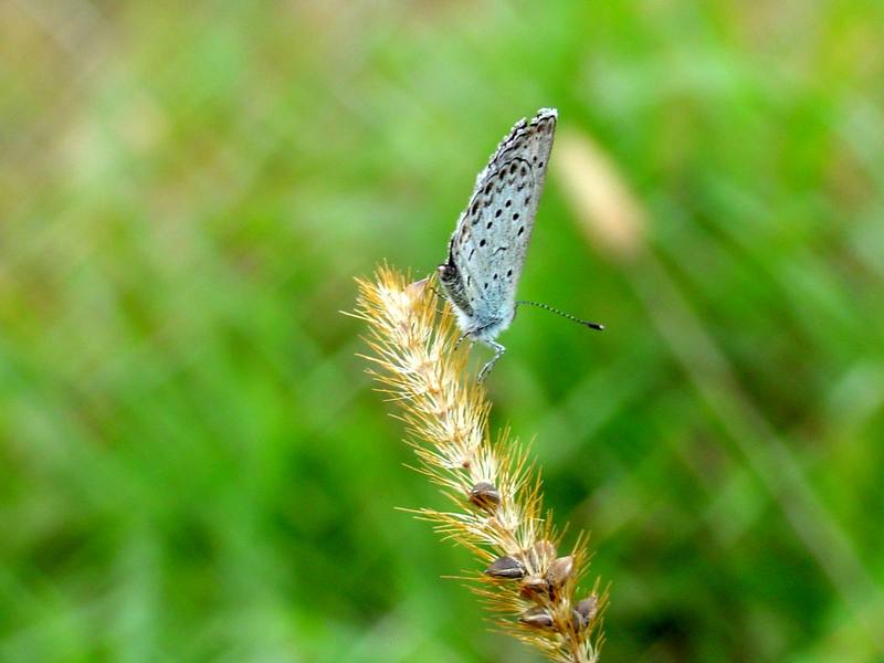 남방부전나비 Pseudozizeeria maha (Pale Grass Blue Butterfly); DISPLAY FULL IMAGE.