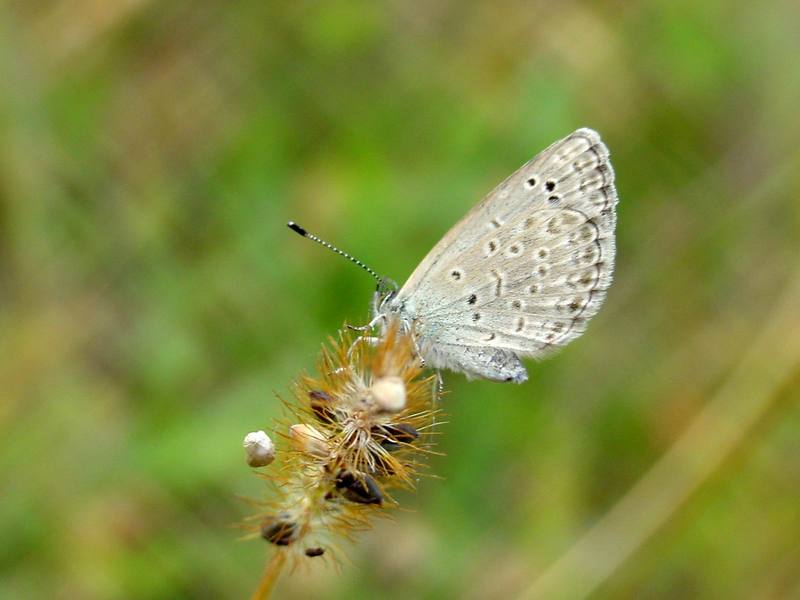 남방부전나비 Pseudozizeeria maha (Pale Grass Blue Butterfly); DISPLAY FULL IMAGE.