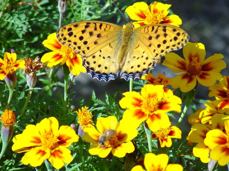 암끝검은표범나비 수컷 Argyreus hyperbius (Indian Fritillary Butterfly - male); DISPLAY FULL IMAGE.