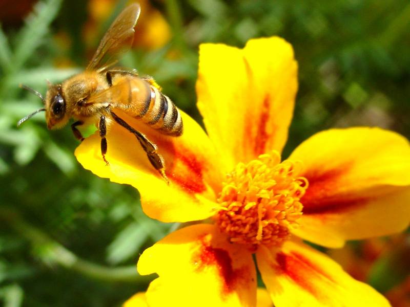 꿀벌(양봉) Apis mellifera (Western Honeybee); DISPLAY FULL IMAGE.