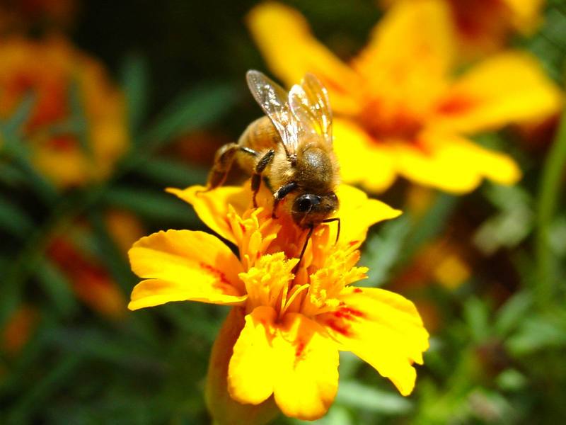 꿀벌(양봉) Apis mellifera (Western Honeybee); DISPLAY FULL IMAGE.