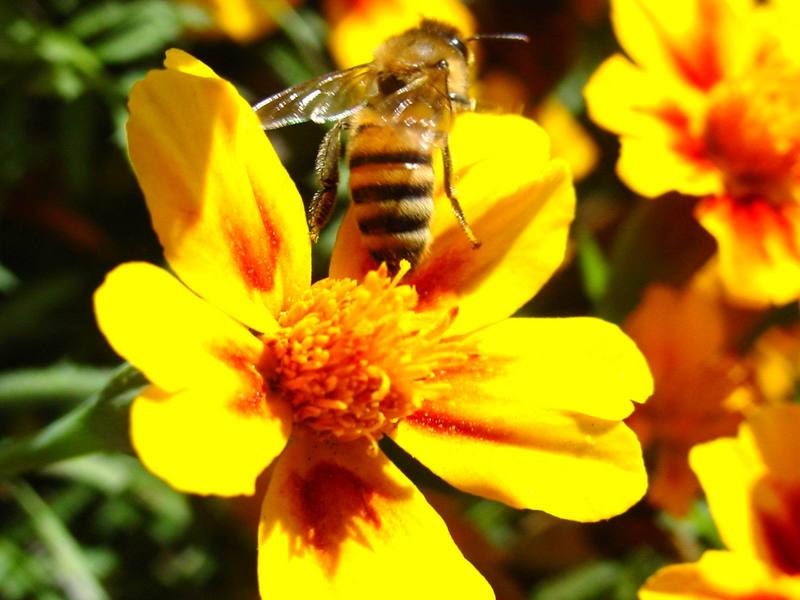 꿀벌(양봉) Apis mellifera (Western Honeybee); DISPLAY FULL IMAGE.