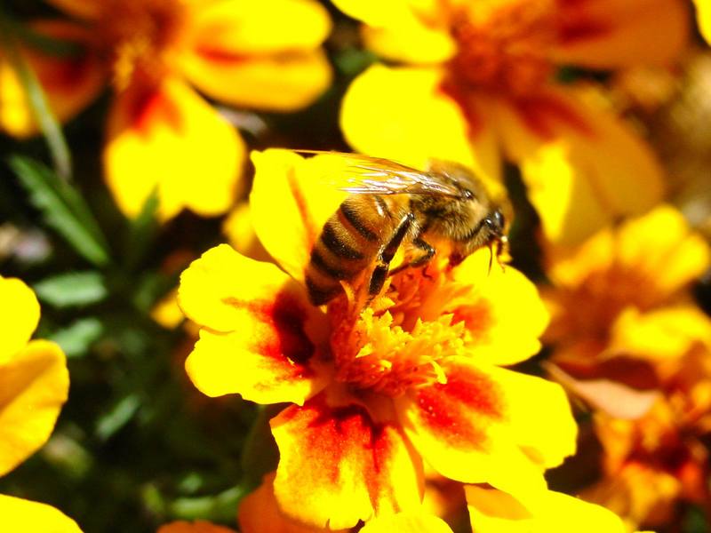 꿀벌(양봉) Apis mellifera (Western Honeybee); DISPLAY FULL IMAGE.