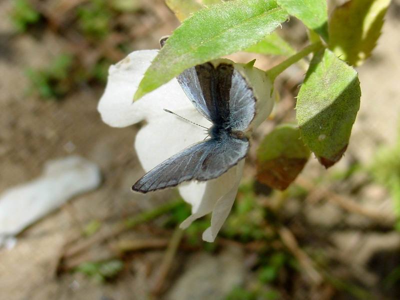 남방부전나비 Pseudozizeeria maha (Pale Grass Blue Butterfly); DISPLAY FULL IMAGE.