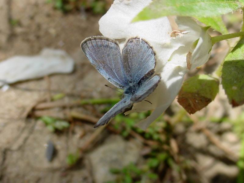 남방부전나비 Pseudozizeeria maha (Pale Grass Blue Butterfly); DISPLAY FULL IMAGE.