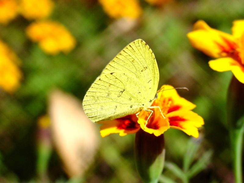 남방노랑나비 Eurema hecabe (Common Grass Yellow Butterfly); DISPLAY FULL IMAGE.