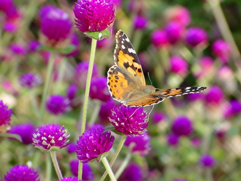 작은멋쟁이나비 Cynthia cardui (Painted Lady Butterfly); DISPLAY FULL IMAGE.