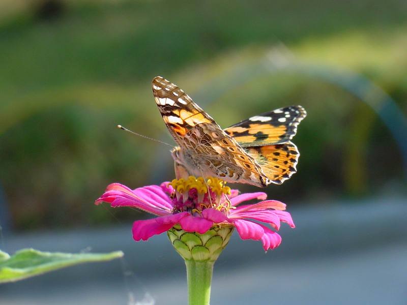 작은멋쟁이나비 Cynthia cardui (Painted Lady Butterfly); DISPLAY FULL IMAGE.