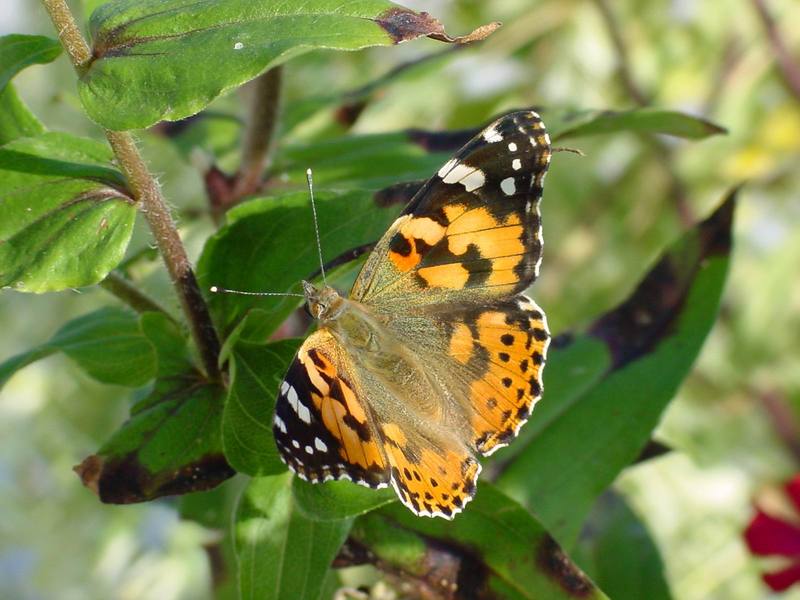 작은멋쟁이나비 Cynthia cardui (Painted Lady Butterfly); DISPLAY FULL IMAGE.