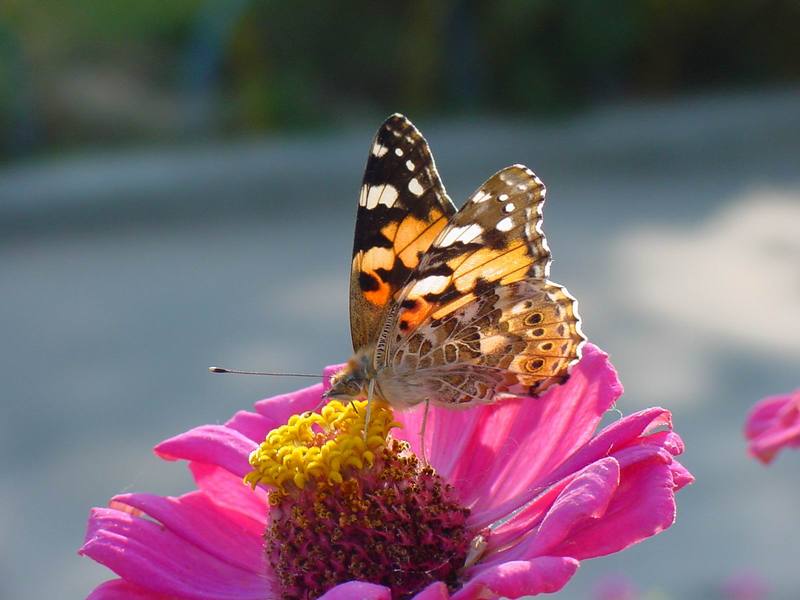 작은멋쟁이나비 Cynthia cardui (Painted Lady Butterfly); DISPLAY FULL IMAGE.