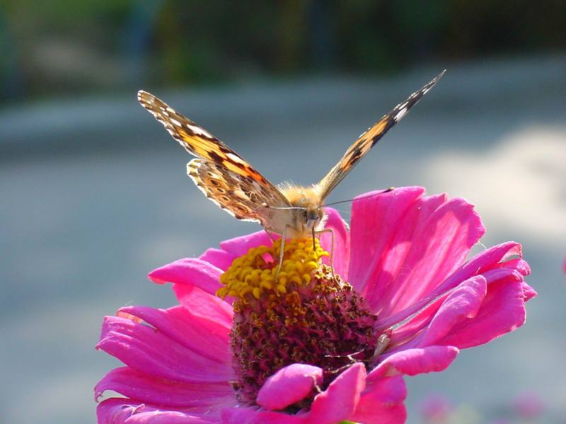 작은멋쟁이나비 Cynthia cardui (Painted Lady Butterfly); DISPLAY FULL IMAGE.