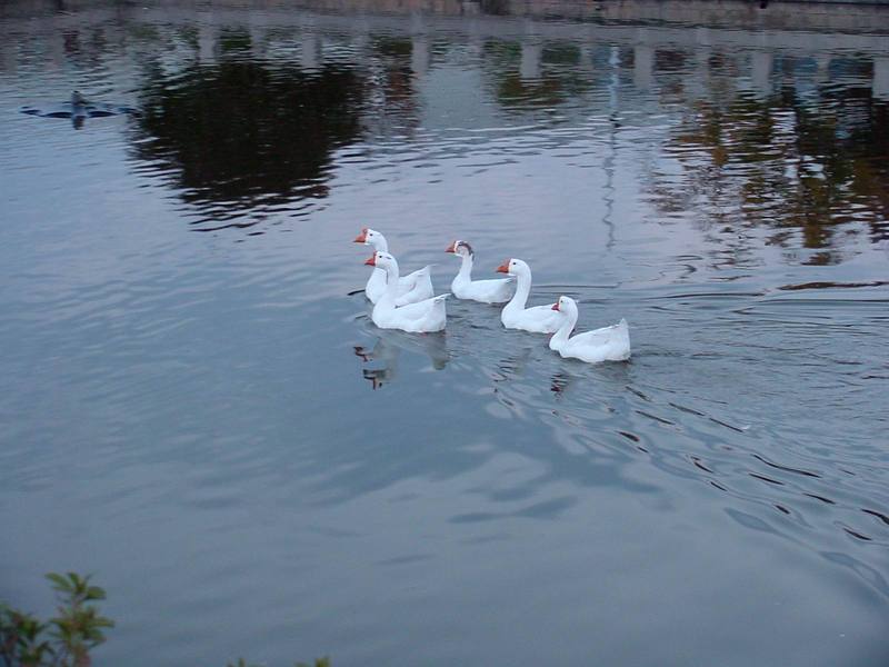 거위 대행진, 중국거위 Anser cygnoides (Swan Geese); DISPLAY FULL IMAGE.