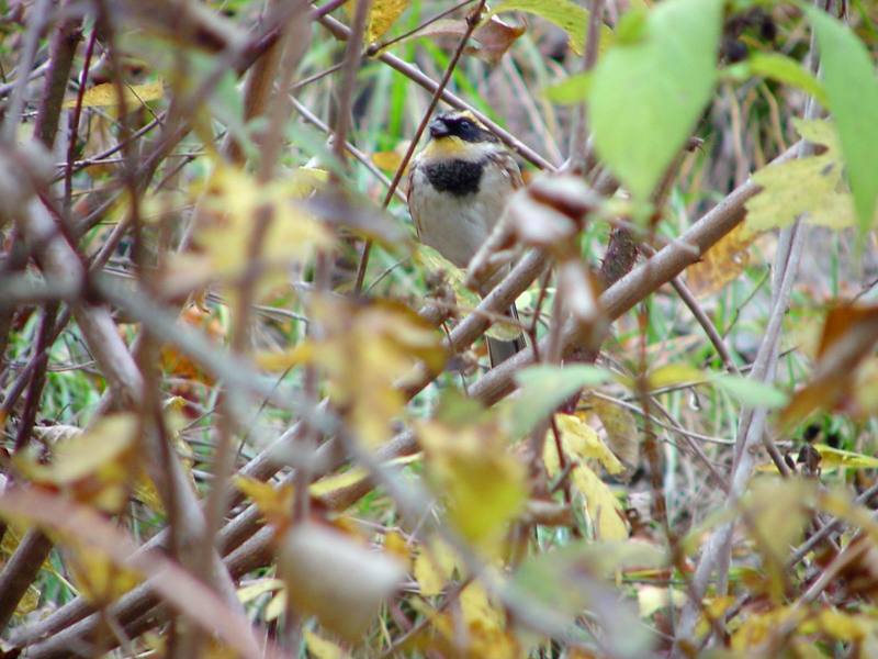 노랑턱멧새 Emberiza elegans (Yellow -throated Bunting); DISPLAY FULL IMAGE.