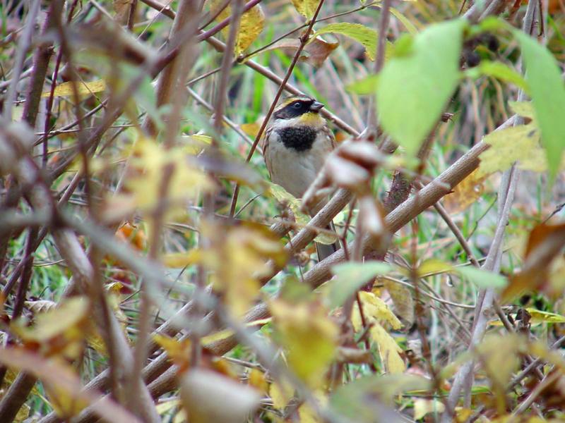 노랑턱멧새 Emberiza elegans (Yellow -throated Bunting); DISPLAY FULL IMAGE.