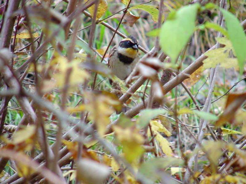 노랑턱멧새 Emberiza elegans (Yellow -throated Bunting); DISPLAY FULL IMAGE.