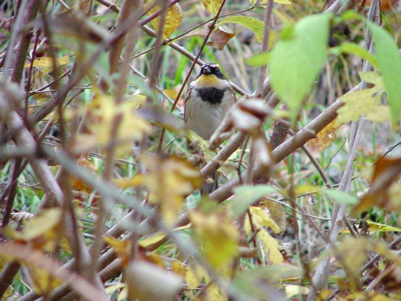 노랑턱멧새 Emberiza elegans (Yellow -throated Bunting); DISPLAY FULL IMAGE.