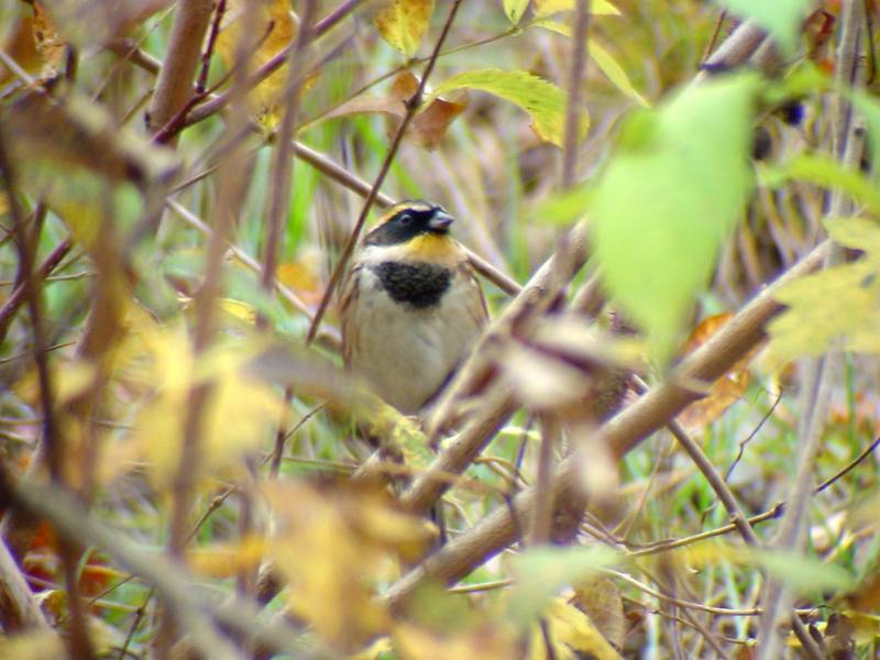 노랑턱멧새 Emberiza elegans (Yellow -throated Bunting); DISPLAY FULL IMAGE.