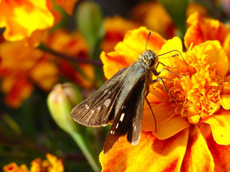 줄점팔랑나비 Parnara guttata (Common Straight Swift Butterfly); DISPLAY FULL IMAGE.