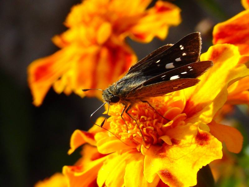 줄점팔랑나비 Parnara guttata (Common Straight Swift Butterfly); DISPLAY FULL IMAGE.