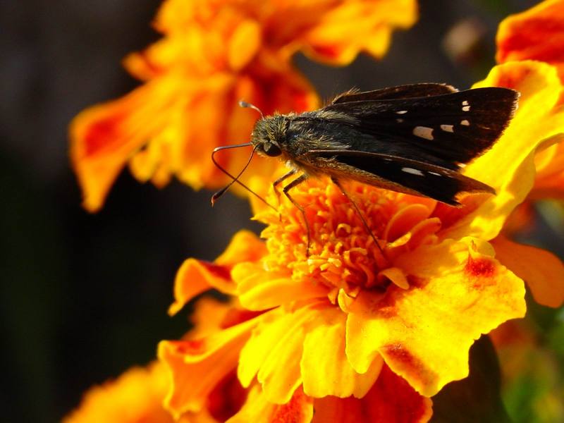 줄점팔랑나비 Parnara guttata (Common Straight Swift Butterfly); DISPLAY FULL IMAGE.