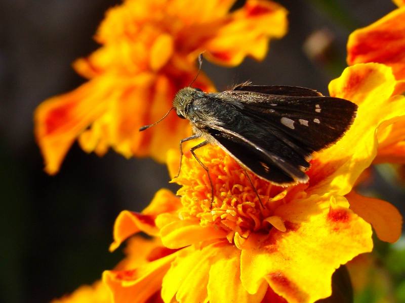 줄점팔랑나비 Parnara guttata (Common Straight Swift Butterfly); DISPLAY FULL IMAGE.