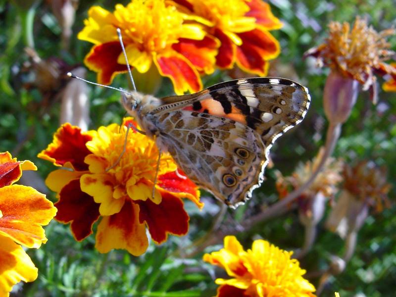 작은멋쟁이나비 Cynthia cardui (Painted Lady Butterfly); DISPLAY FULL IMAGE.