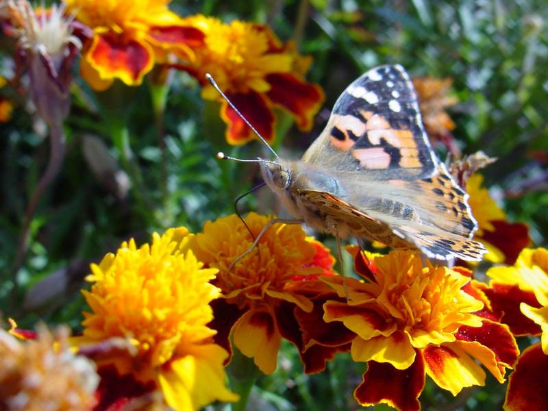 작은멋쟁이나비 Cynthia cardui (Painted Lady Butterfly); DISPLAY FULL IMAGE.