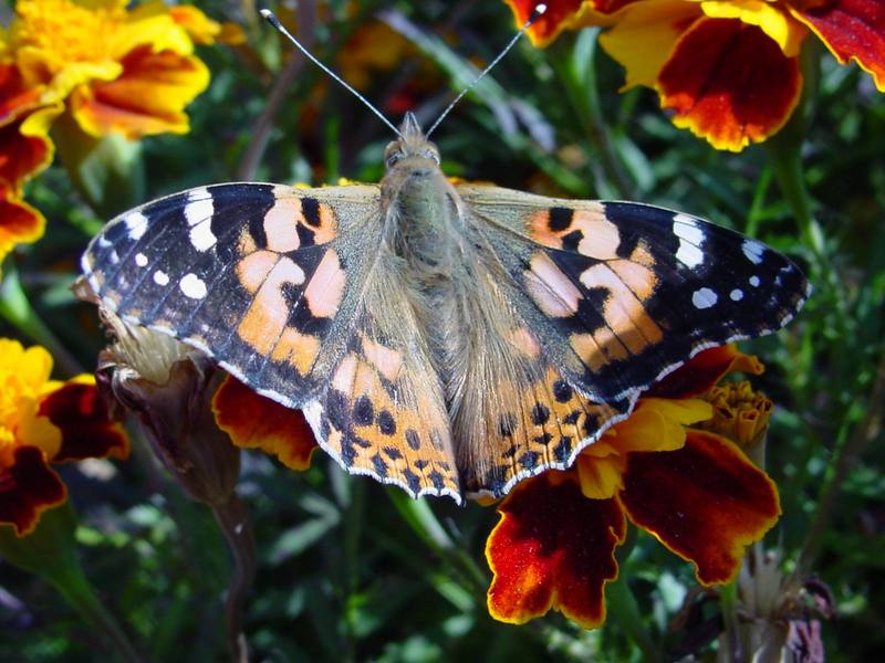 작은멋쟁이나비 Cynthia cardui (Painted Lady Butterfly); DISPLAY FULL IMAGE.