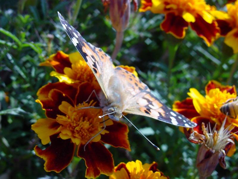 작은멋쟁이나비 Cynthia cardui (Painted Lady Butterfly); DISPLAY FULL IMAGE.