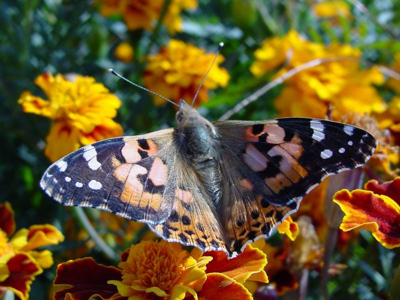 작은멋쟁이나비 Cynthia cardui (Painted Lady Butterfly); DISPLAY FULL IMAGE.