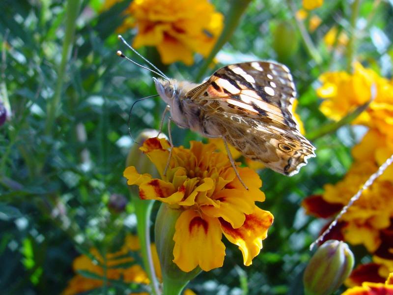 작은멋쟁이나비 Cynthia cardui (Painted Lady Butterfly); DISPLAY FULL IMAGE.