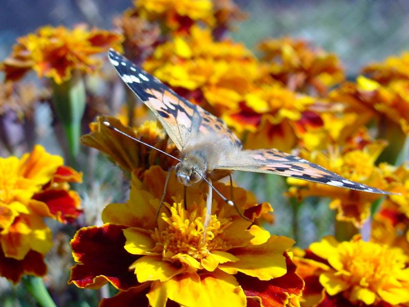 작은멋쟁이나비 Cynthia cardui (Painted Lady Butterfly); DISPLAY FULL IMAGE.