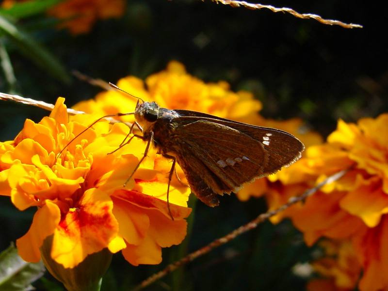 줄점팔랑나비 Parnara guttata (Common Straight Swift Butterfly); DISPLAY FULL IMAGE.