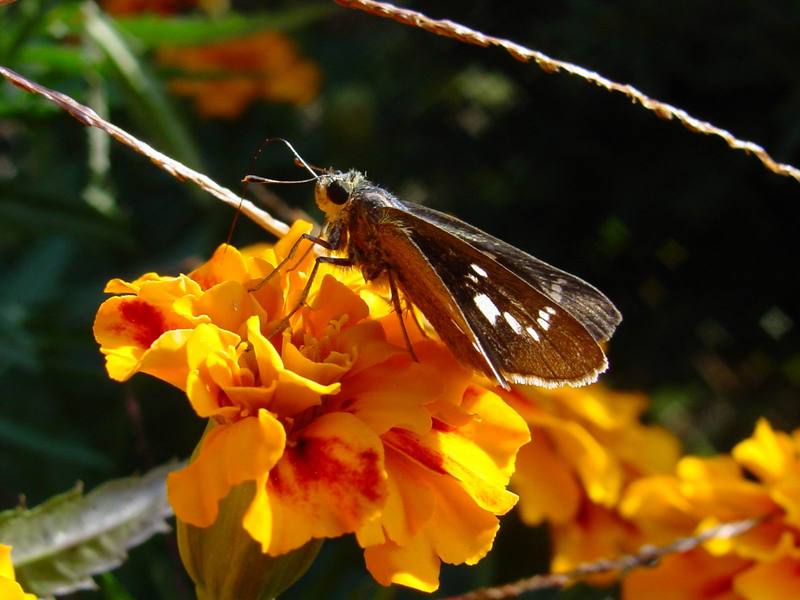 줄점팔랑나비 Parnara guttata (Common Straight Swift Butterfly); DISPLAY FULL IMAGE.