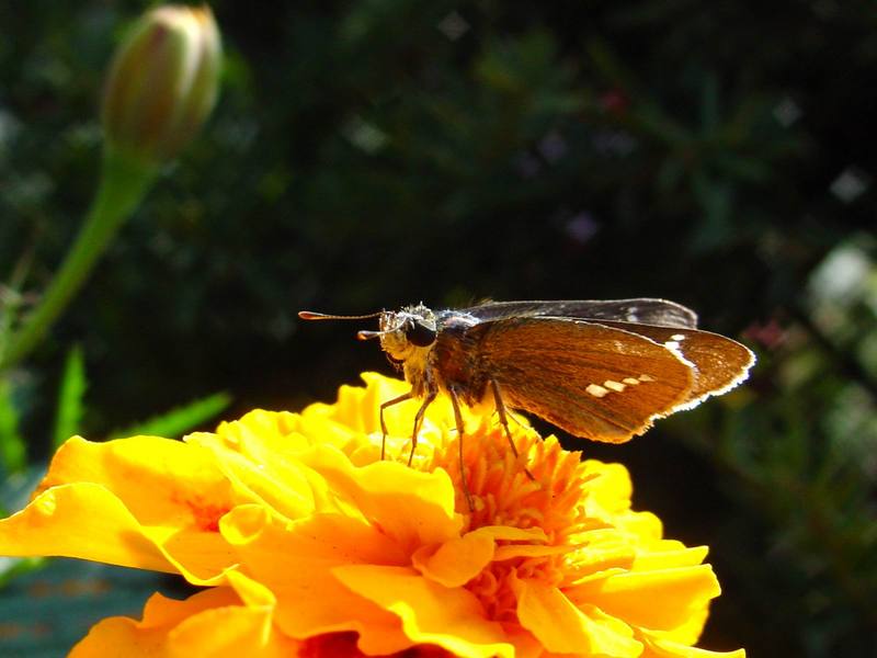 줄점팔랑나비 Parnara guttata (Common Straight Swift Butterfly); DISPLAY FULL IMAGE.