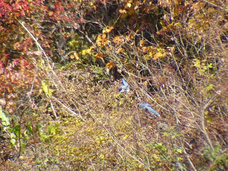 물까치 Cyanopica cyana (Azure-winged Magpie); DISPLAY FULL IMAGE.